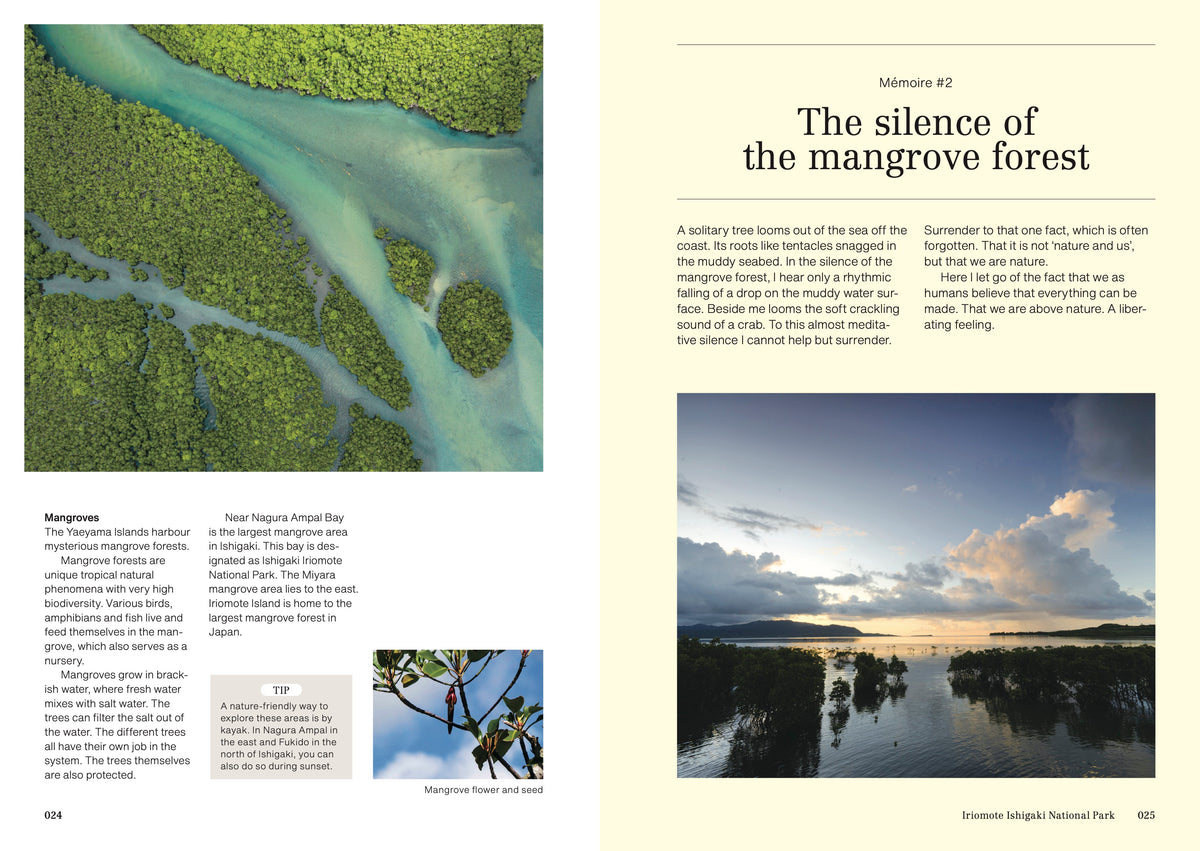 Mangrove forest and nature story from Ishigaki Island
